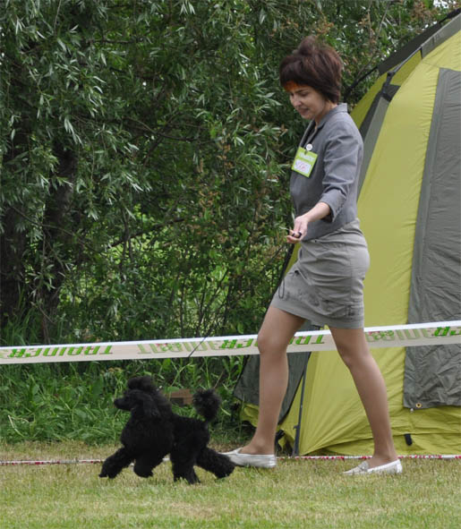 Питомник ЗАБАВНЫЙ КОЛОКОЛЬЧИК / ZABAVNY KOLOKOLCHIK