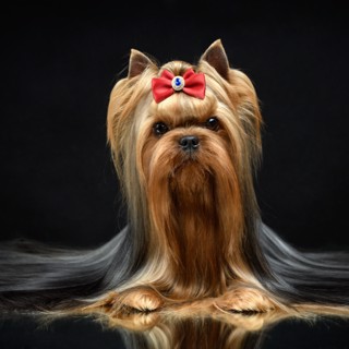 Питомник ДРИМ ДИ ДАЛС / DRIM DI DALS